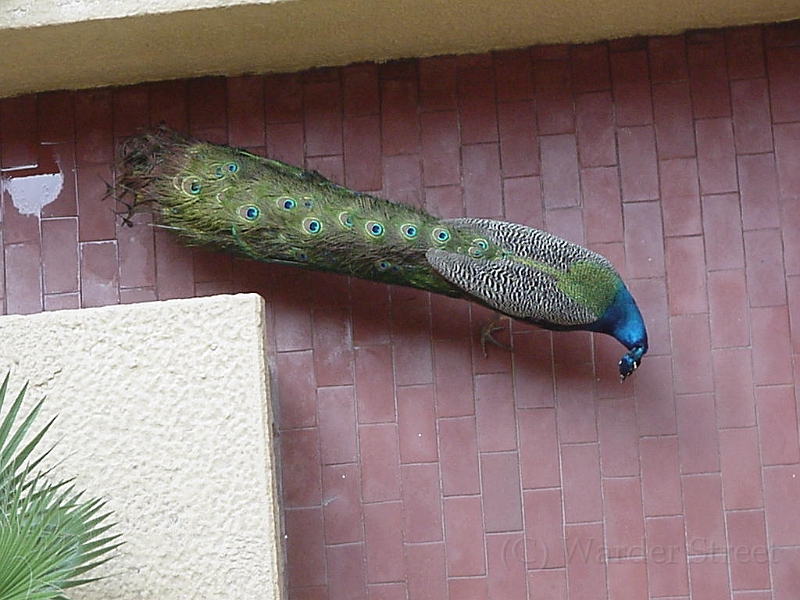 Peacock In Hotel 3.jpg